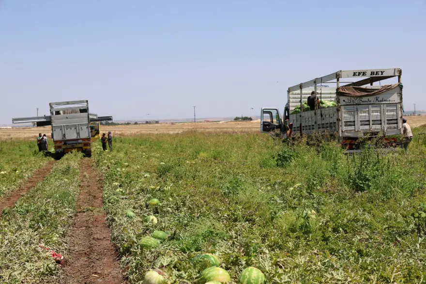 Tarlada kilosu 1-2 lira: Ürün fazla, hasat devam ediyor 3