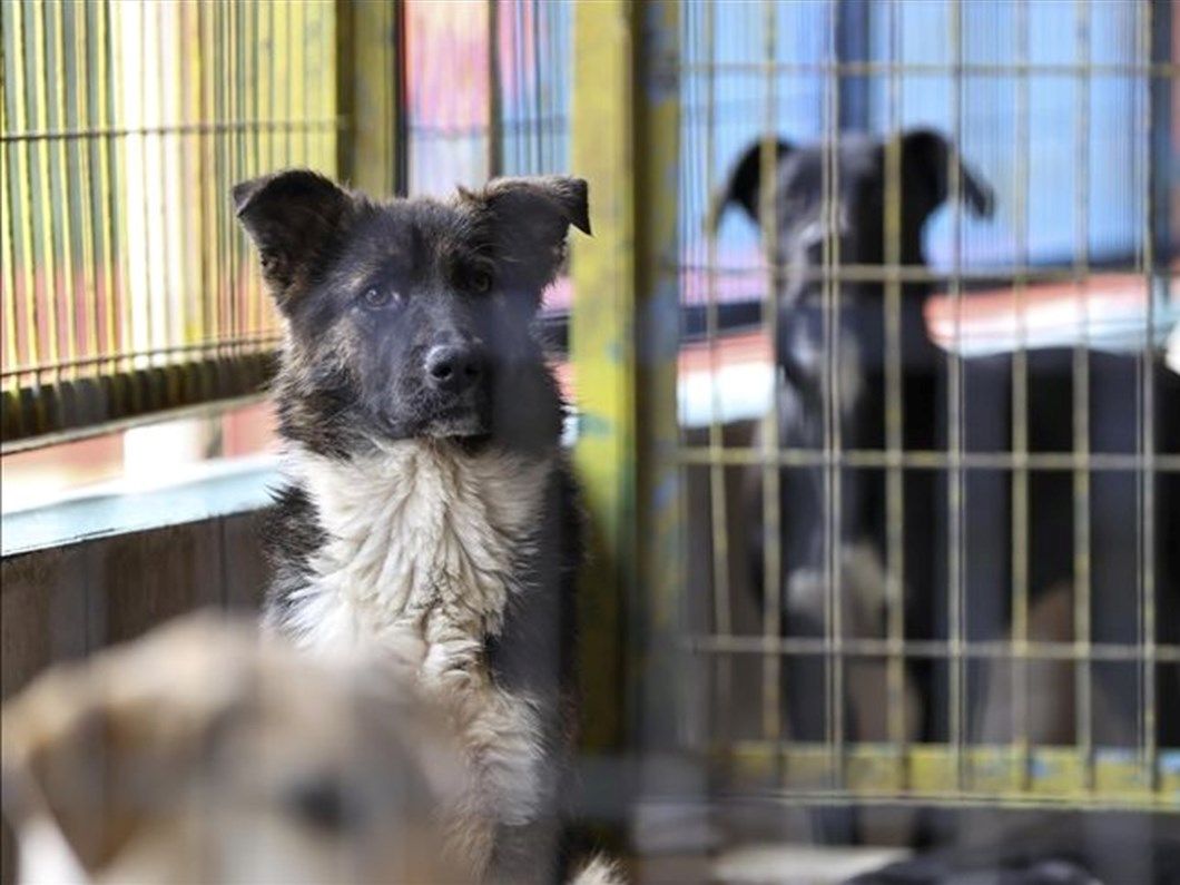 Sahipsiz sokak köpekleri denetimlerinde veterinerlere görev