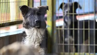 Sahipsiz sokak köpekleri denetimlerinde veterinerlere görev