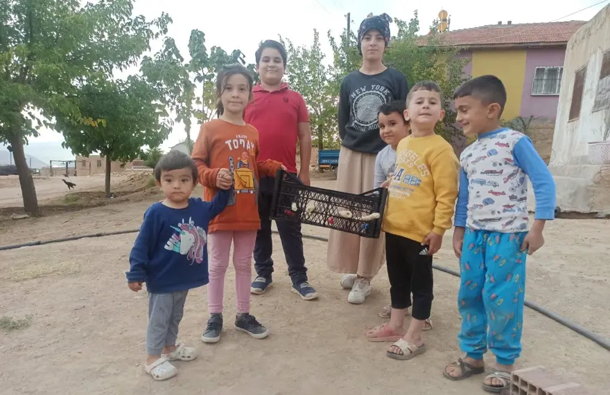 Meyve kasasından langırt, cevizden top 3 Meyve kasasından langırt, cevizden top 3