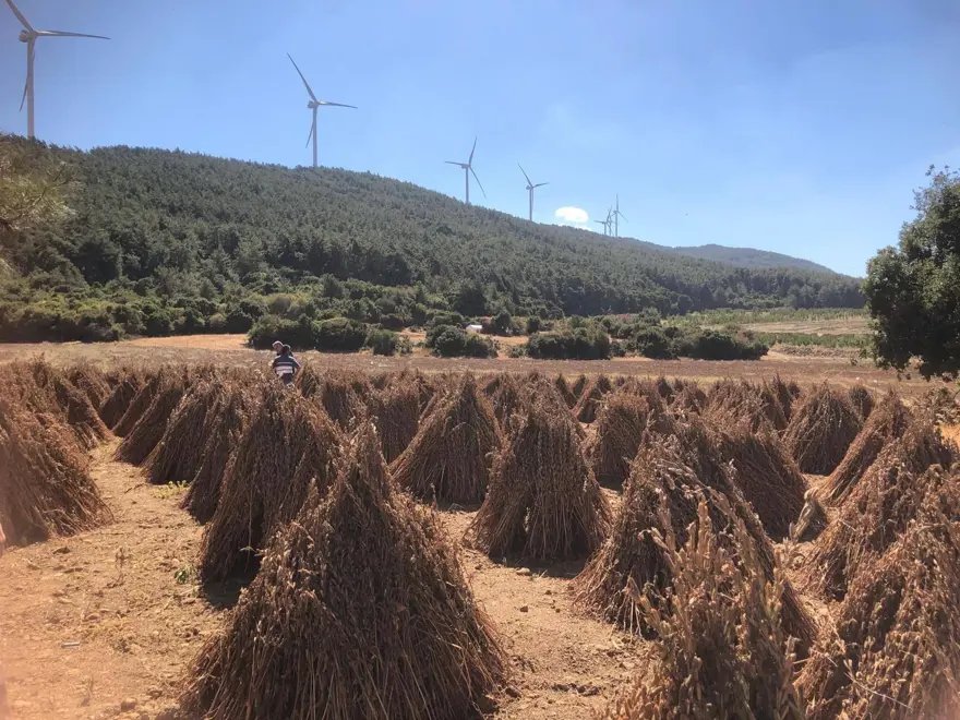 80 dekarlık alana ekildi, 3 bin 200 kilo verim bekleniyor: Hasat zamanı geldi 80 dekarlık alana ekildi, 3 bin 200 kilo verim bekleniyor: Hasat zamanı geldi