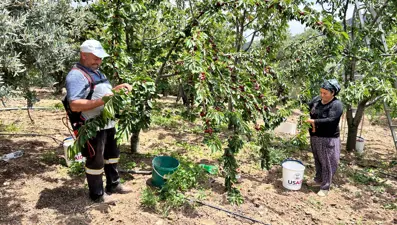 Bahçede 100 liradan alıcı buluyor: Hasat vakti geldi