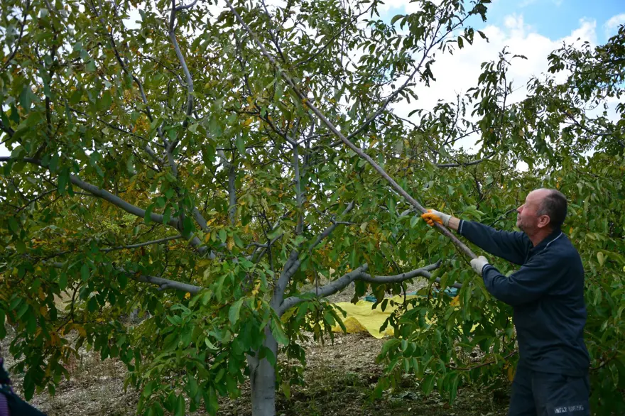 Sabah erken saatte hasadı başladı:  13 bin 400 dekar alanda üretiliyor 6