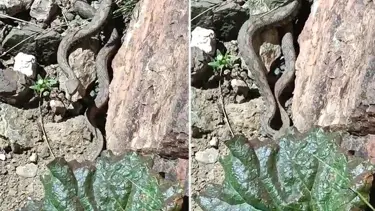 Van'da Türkiye’nin en zehirli yılanı görüldü