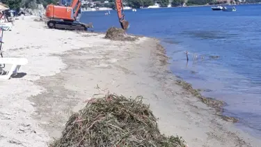 Plajları temizlerken koruma altındaki deniz çayırlarını da kestiler: Valilik inceleme başlattı