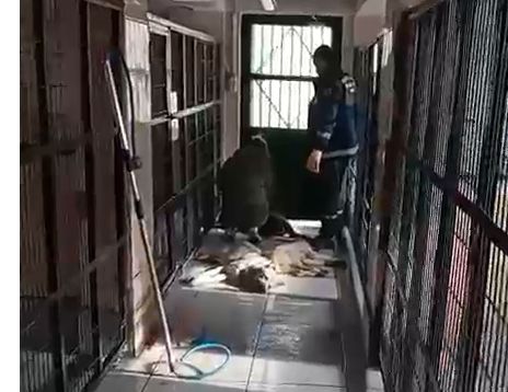 Barınakta hayvan katliamı: Hayvanseverlerden tepki