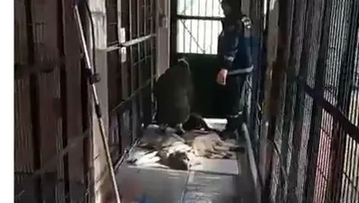 Barınakta hayvan katliamı: Hayvanseverlerden tepki