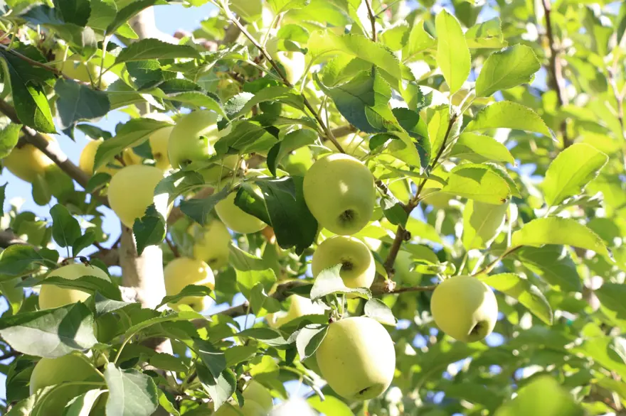 Üretici bu yıl zor sezon geçirdi: Rekolte beklentisi yüzde 40 azaldı 3