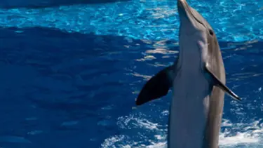 ABD'nin İran'a karşı yeni silahı yunuslar