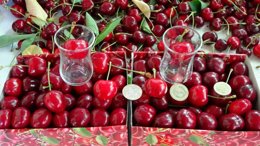 Çay bardağına bile sığmıyor: Hasadı başladı 1
