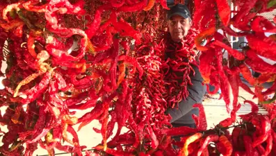 Dünyanın en tatlı acısı 'Karaağaç biberi'nin kurutma mesaisi sona erdi