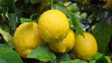 Limon ihracatında ön izin şartı kaldırıldı