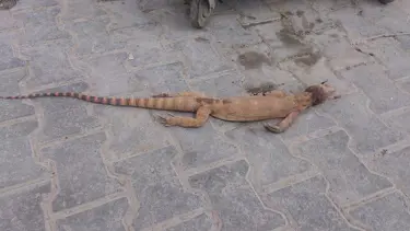 Şanlıurfa'da "çöl varanı" öldürülmüş halde bulundu