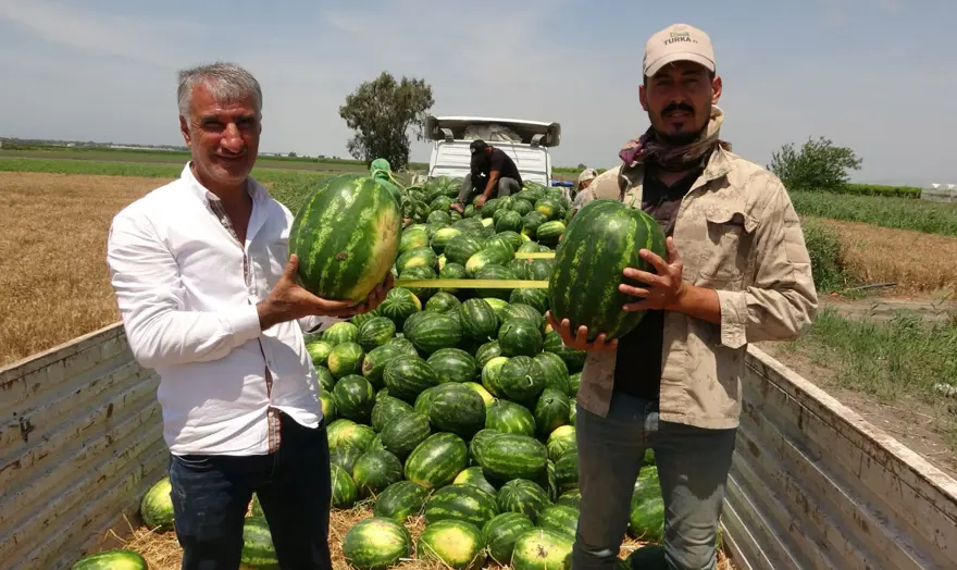 Mersin'de karpuz hasadı başladı: Tarlada kilosu 20 TL'den başlıyor 