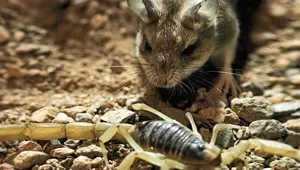 Akrep zehirinden etkilenmeyen etçil fare