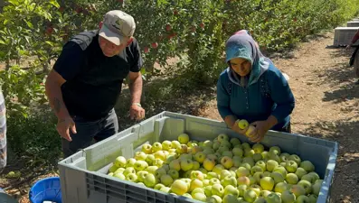 Türkiye'de üretimde ilk sırada: 50 çeşit var, hasat Kasım'a kadar sürecek