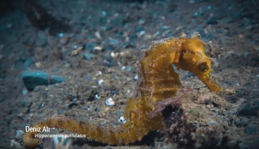 Balıklara “kırmızı liste” koruması geliyor | Tüm balıktürleri tek tek incelenecek 4