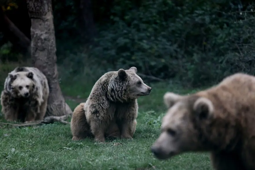 Türkiye'nin tek ayı barınağı Ovakorusu'nun maskotu oldular 40