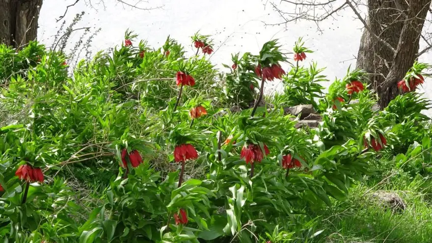 Yılın sadece 20 günü yaşıyor, başında nöbet tutuyorlar: Koparmanın cezası 244 bin lira! 2