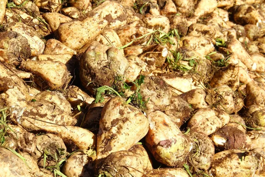 Üreticilerin önemli gelir kapısı: Hasat başladı 4