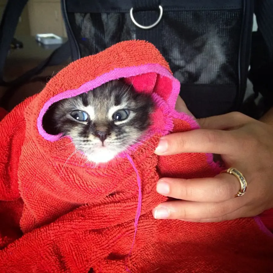 Hayatını kedileri kurtarmaya adadı 40