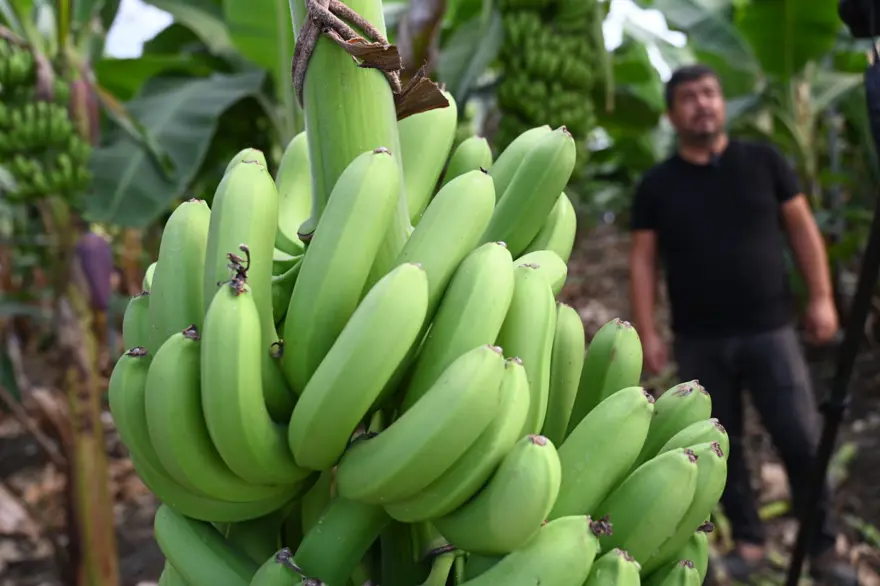 Mimardı, çiftçi oldu: 72 ton ürün alıyor, gözünü yurt dışına dikti 1