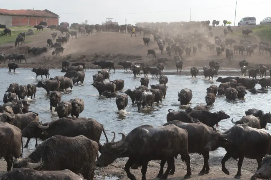 Afrika Serengeti Parkı değil Balıkesir Ovası 16