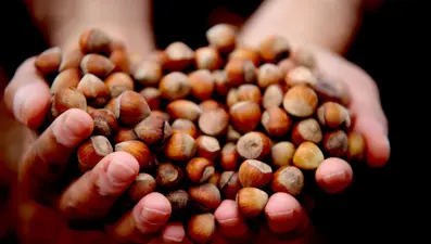 Giresun fındığı zirvede: Kilosu 352 TL’ye ulaştı