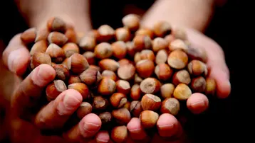 Giresun fındığı zirvede: Kilosu 352 TL’ye ulaştı