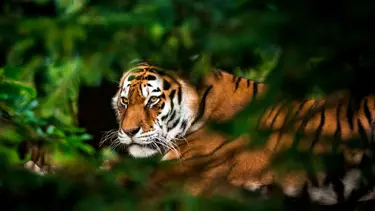 Kaplan Adası'nda bakıcıya saldırı: Kolundan ve omzundan yaralandı