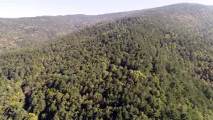 İstanbul, Bursa ve Çanakkale'de ormana giriş yasaklandı