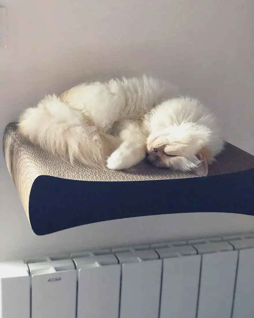 Karl Lagerfeld'in kedisi Choupette mirasın tadını Paris'te çıkarıyor 2 Karl Lagerfeld'in kedisi Choupette mirasın tadını Paris'te çıkarıyor 2