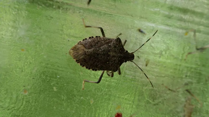 ‘EN ETKİN TEKNİK BİYOLOJİK MÜCADELE’ 5