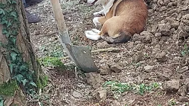 Düzce'de ölen kargo görevlisi toprağa verilirken köpeği mezarın başından ayrılmadı