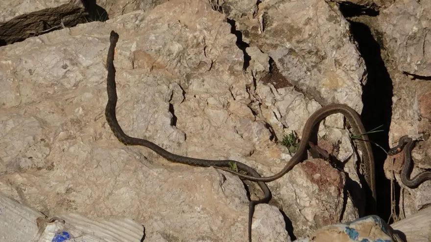 Yüksekova'da sürü halindeki yılanlar Brezilya'nın 'Yılan Adası'nı andırıyor 18