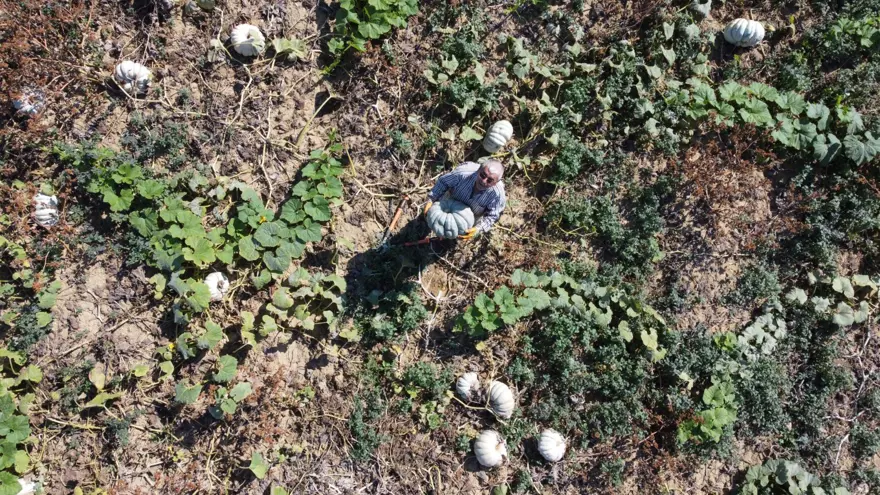 1 yıl raf ömrü var: "Sanki kestane yemiş gibi oluyorsunuz" 3