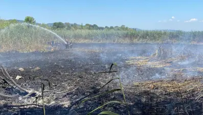 Sapanca Gölü'ndeki sazlık alanda yangın