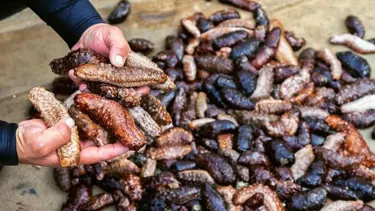 Urla'da deniz patlıcanı operasyonu (Deniz Patlıcanı nedir?)