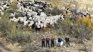 Kayıp sürü drone ile bulundu