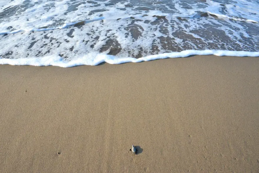 caretta caretta, carettaların denize yolculuğu, caretta mevsimi, yavru caretta 13