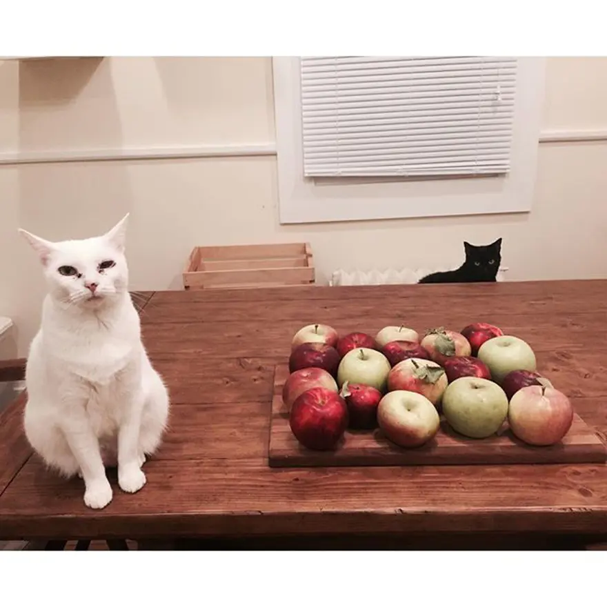 Hayatını kedileri kurtarmaya adadı 357