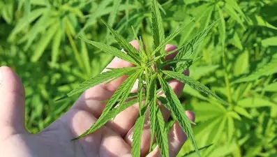 Tıbbi kenevirle ilaç üretimi