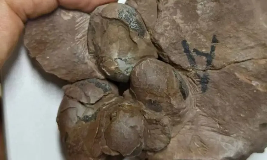 80 milyon yıllık dinozor yumurtları keşfedildi: "Tamamen sağlam" 