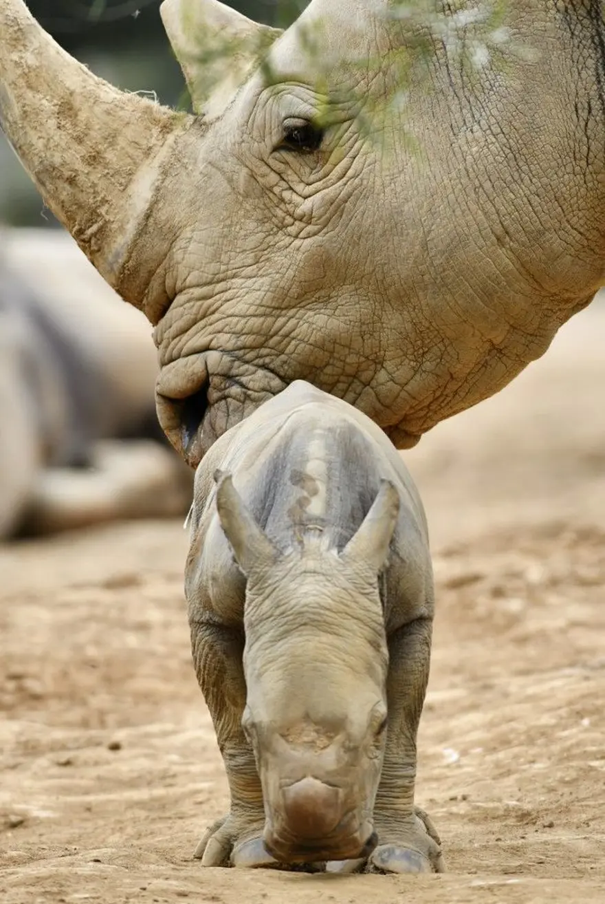 CANLI DOĞMA ŞANSI YÜZDE 95 5