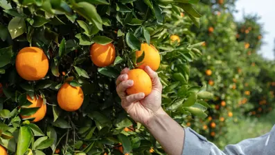 Uluslararası Portakal Çiçeği Karnavalı için geri sayım başladı