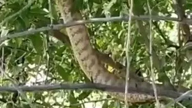 Türkiye’nin en zehirli yılanı Tunceli’de görüntülendi