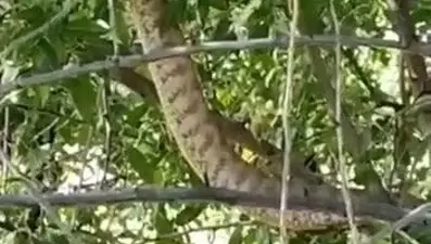 Türkiye’nin en zehirli yılanı Tunceli’de görüntülendi