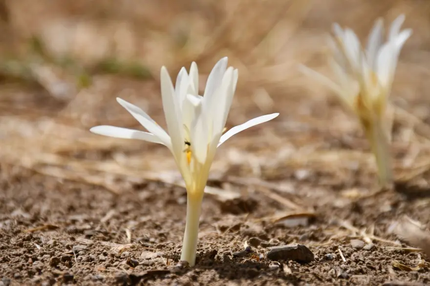 Havalar soğudu, yılın son çiçekleri açtı: Yaylayı terk ediyorlar 5 Havalar soğudu, yılın son çiçekleri açtı: Yaylayı terk ediyorlar 5