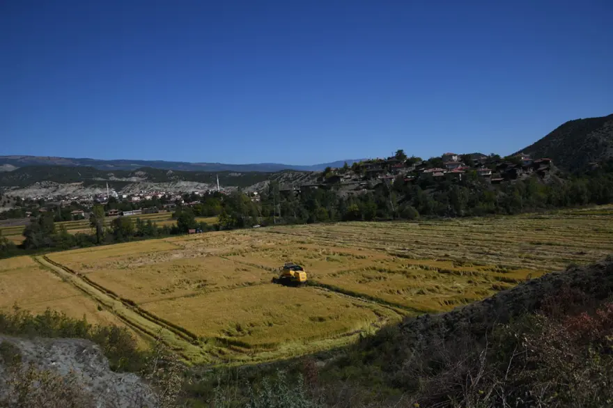 220 TL'den satılıyor: 10 bin dekar alana ekilmişti, hasat başladı 2