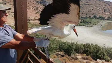 Kurtarılan leylek ve flamingo Bafa Gölü'ne bırakıldı